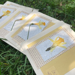 Carte fleurie Jonquille