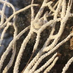 Cadre entre deux verres Corail