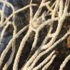 Cadre entre deux verres Corail